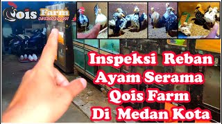 Reban Kedua Ayam Serama Di Qois Farm Medan Kota [upl. by Chader134]