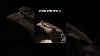 ড্রাগনের কষ্টের জীবন 🐉।। Life of a dragon [upl. by Elleinnod388]