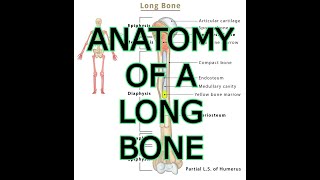 ANATOMY OF A LONG BONE [upl. by Vidal]