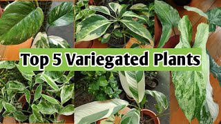 My Top 5 Variegated Indoor Plants And Care Tips Variegated Foliage Ornamental Plants [upl. by Eirrej]