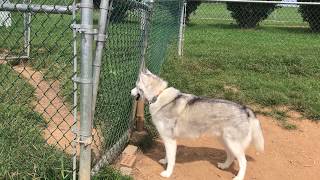 Husky howls for friends at dog park [upl. by Nwad]