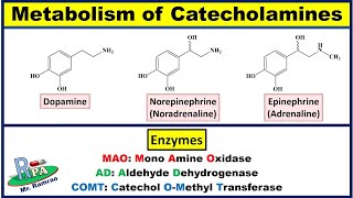 Metabolism of Catecholamines Dopamine Noradrenaline and Adrenaline [upl. by Eelyahs]