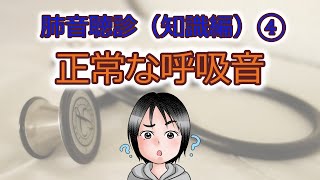 肺音聴診（知識編）④正常な呼吸音 [upl. by Sobel]