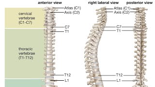 VERTEBRAL COLUMN drphysiosurat0269 vertebral vertebralcolumn cervical thoraciclumbar coccyx [upl. by Lalad140]