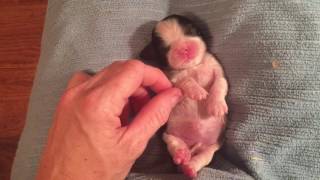 1 week old 3 ounce Cavalier King Charles Spaniel Puppy [upl. by Ranique592]