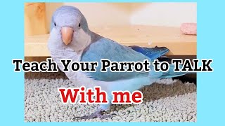 Teach Your Parrot to talk  Quaker Parrot Talking  Monk Parakeet Talking [upl. by Sasnak]