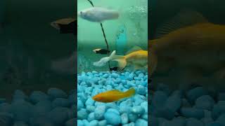 Fish tank 🐬aquarium 🐟fishtank fish guppy betafish fishaquarium beta [upl. by Nelrsa]