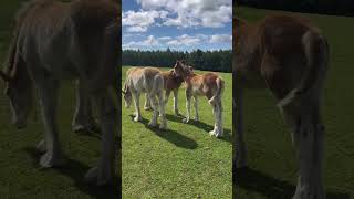 A day with Clydesdale foals part 3 [upl. by Sheffield689]