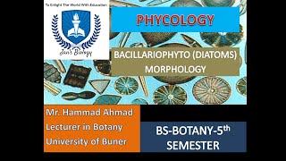 BACILLARIOPHYTA DIATOMS MORPHOLOGY [upl. by Arlena223]