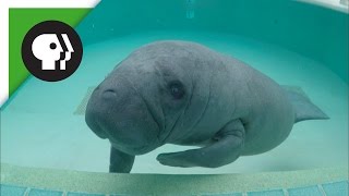 Meet the Manatees [upl. by Laband344]