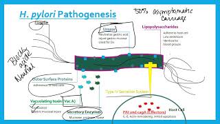 Helicobacter pylori [upl. by Nahgeem]