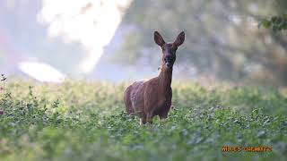 Reh bellt  barking roe deer  Rehwild schreckt [upl. by Pacifa]