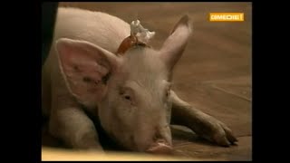 Marc et Sophie 43 La poubelle girl Cochon S2 E1 [upl. by Consolata]