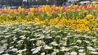 floriade canberra 2024 [upl. by Anisamoht]