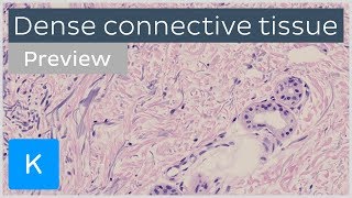 Dense connective tissue types and function preview  Human Histology  Kenhub [upl. by Nanon]