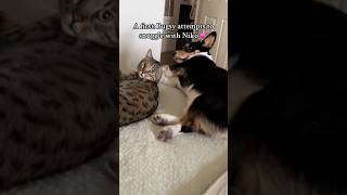 Cat vs Dog Cuddle Battle  Who Will Win [upl. by Rosalba]