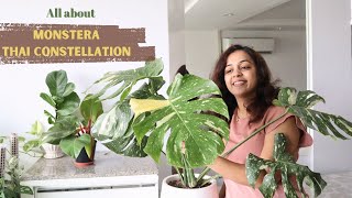 How to Care for Monstera Thai Constellation Plant  Monstera Thai Constellation Plant Care Tips [upl. by Curr]