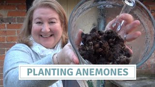 Planting Anemones  Sowing Anemone Corms Bulbs  Rescuing Rotten Bulbs [upl. by Naxor228]