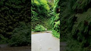 Fern canyon California [upl. by Adleremse919]