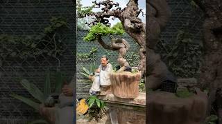 Beautiful Bonsai Works🌳🌲💥550shorts shortsvideo beautifulbonsai art khuebonsai🥰❤️ [upl. by Peg514]