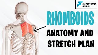 Rhomboid Major and Minor Anatomy and Best Stretches For Tightness Soreness and Upper Back Pain [upl. by Essa]