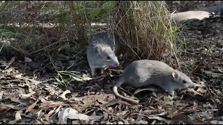 Endangered northern bettong crucial to the survival of Queenslands tropical ecosystem [upl. by Abbot898]