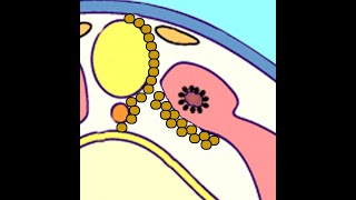 Embryology Somitogenesis Turning Paraxial Mesoderm into Dermatome Myotome and Sclerotome [upl. by Allen]