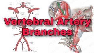 Vertebral Artery Branches  Basilar Artery  Communicating Artery  EduLesson [upl. by Avan898]