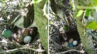 Brood parasitism Unspotted vs Spotted cowbird eggs [upl. by Aiasi]