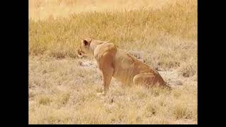 King of Jungle Warthog Speed Chase lion [upl. by Eetsud637]