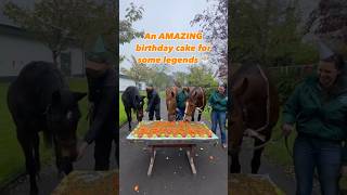 Best birthday party ever 🥳 Faugheen 16 Beef Or Salmon 28 amp Hurricane Fly earlier this year 🎂 [upl. by Eneleahs349]