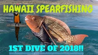 Spearfishing Hawaii Adventures1st Dive of 2018 [upl. by Zebada]