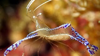 Pederson cleaner shrimp  Pedersons shrimp  Cleaner shrimps  Banded Coral Shrimp [upl. by Speroni979]