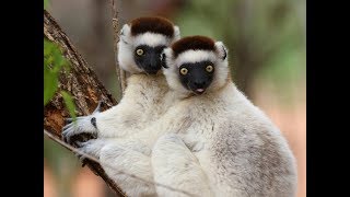 Verreauxs Sifakas having some fun [upl. by Oznola]