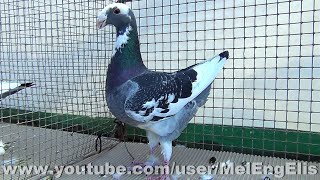 Pigeon de Beauté Allemand panaché bleu écaillé  Évreux 2024 [upl. by Etnauq]