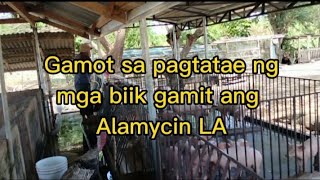 Gamot sa pagtatae ng mga biik gamit Ang alamycin LA [upl. by Coulombe841]