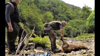 Bush hunting red deer  New Zealand [upl. by Nerraw120]