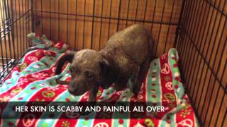 Arizona Small Dog Rescue DOLLY [upl. by Leraj]