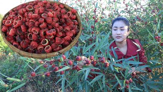 Luoshen flower tea recipe  Roselle flower tea Sweet and sour tea  Cooking with Sreypov [upl. by Iggie]