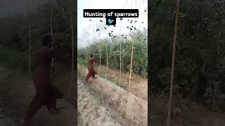 Hunting of sparrows 🐦 hunting farming jugaad kisan [upl. by Andrel]