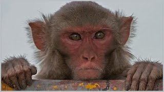 Top 15 Amazing Facts About Rhesus Macaques [upl. by Ainotna670]