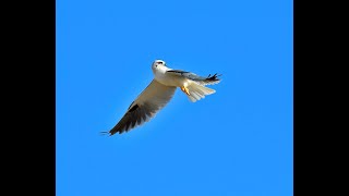 Black Shouldered Kite hunting [upl. by Aleira]