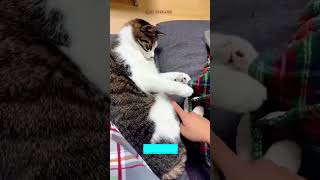 ❤️🐈 Funny cats ❤️🐈  ❤️Cute cats CatHouse episode 5458 [upl. by Ardnaxila]