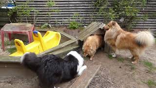 VDH Shelties vom Ponyhügel Was haben die Buben nur [upl. by Ahseki]