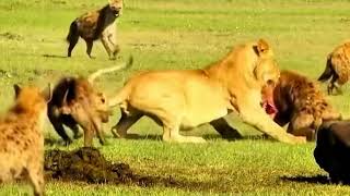 Lion vs Hyenas The Ultimate Showdown [upl. by Annibo]