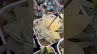 Haworthia Red Flame Reverse Variegated plants haworthia propagation pollinations succulents [upl. by Biamonte1]