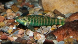 Etheostoma zonale F1 Jungtiere 15 Tage [upl. by Liartnod499]