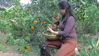 Harvest Kumquat  Traditional Kumquat Jam Making Process Take Care of the PES  Harvest Life [upl. by Kimura25]