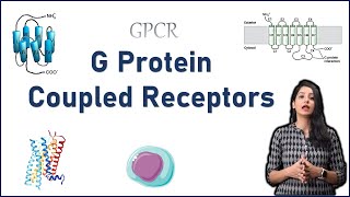 GPCR Cell Signaling II G Protein Coupled Receptors I Cell Signaling [upl. by Nnaeinahpets943]