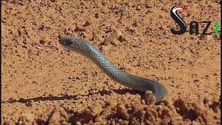 Olive Sand Snake Psammophis mossambicus encounter in wild Africa [upl. by Irem]